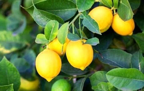 اولین جشنواره لیمو در قصرشیرین برگزار می‌شود