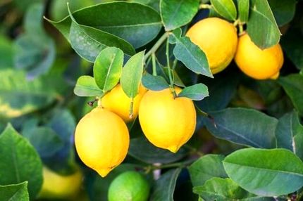 اولین جشنواره لیمو در قصرشیرین برگزار می‌شود