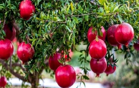 رستم خلخال میزبان دومین جشنواره ملی انار