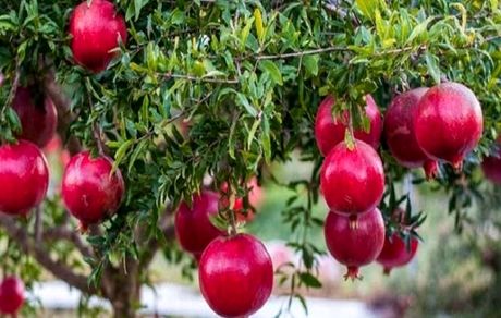رستم خلخال میزبان دومین جشنواره ملی انار