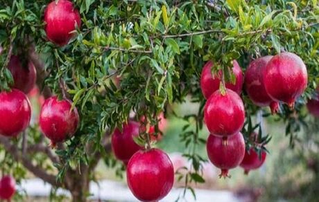 رستم خلخال میزبان دومین جشنواره ملی انار