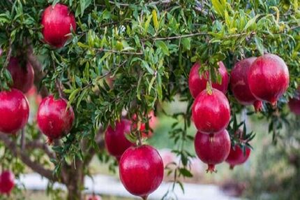 رستم خلخال میزبان دومین جشنواره ملی انار