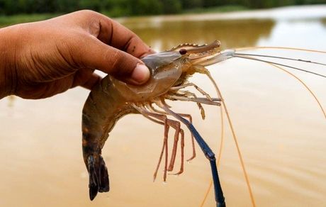 برداشت هزار و ۱۰۰ تن میگو در چابهار