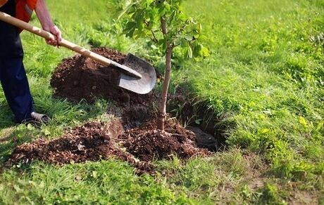 کاشت بیش از ۱۳ هزار نهال به یاد شهدای پلیس