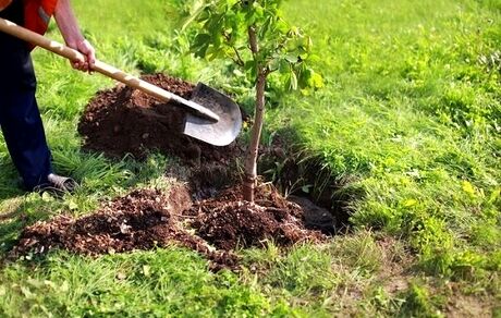 کاشت بیش از ۱۳ هزار نهال به یاد شهدای پلیس