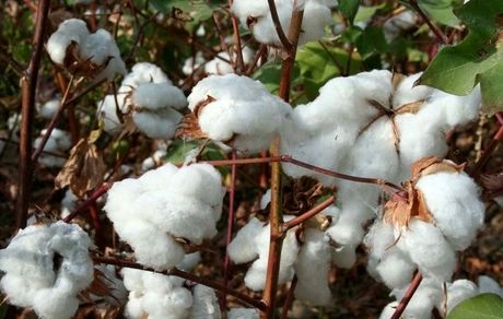 افزایش ۲۵درصدی نیاز کشور به پنبه/ کاهش ۳۰درصدی ارزش واردات