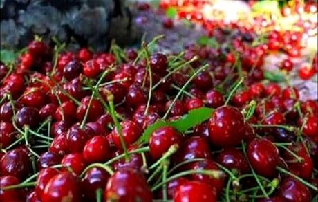 جشنواره گیلاس فشند در ساوجبلاغ برگزار خواهدشد