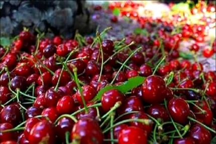 جشنواره گیلاس فشند در ساوجبلاغ برگزار خواهدشد