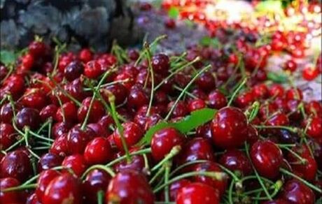 جشنواره گیلاس فشند در ساوجبلاغ برگزار خواهدشد