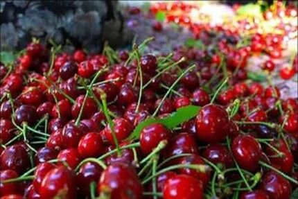 جشنواره گیلاس فشند در ساوجبلاغ برگزار خواهدشد