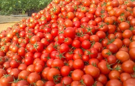 عوارض‌ صادراتی گوجه فرنگی زراعی از ۱۵ بهمن ماه حذف می‌شود