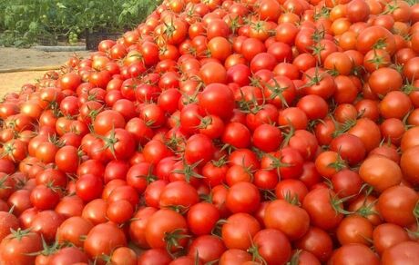 عوارض‌ صادراتی گوجه فرنگی زراعی از ۱۵ بهمن ماه حذف می‌شود