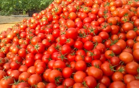 عوارض‌ صادراتی گوجه فرنگی زراعی از ۱۵ بهمن ماه حذف می‌شود