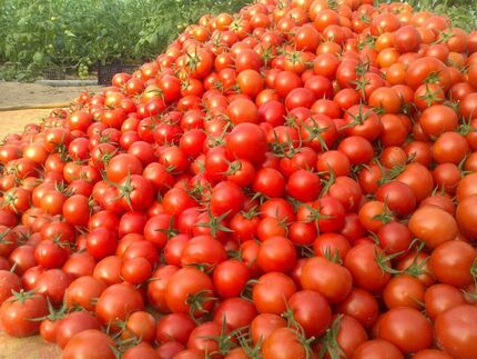 عوارض‌ صادراتی گوجه فرنگی زراعی از ۱۵ بهمن ماه حذف می‌شود
