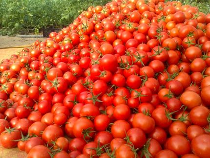 عوارض‌ صادراتی گوجه فرنگی زراعی از ۱۵ بهمن ماه حذف می‌شود