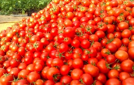 عوارض‌ صادراتی گوجه فرنگی زراعی از ۱۵ بهمن ماه حذف می‌شود