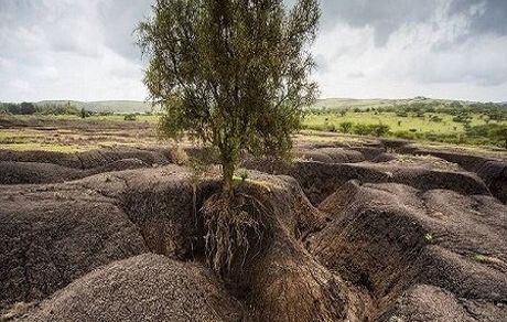 هر هکتار جنگل ۷۰ تن گرد و غبار را نگه می دارد/ به جای منابع طبیعی از خدمات طبیعی استفاده کنیم