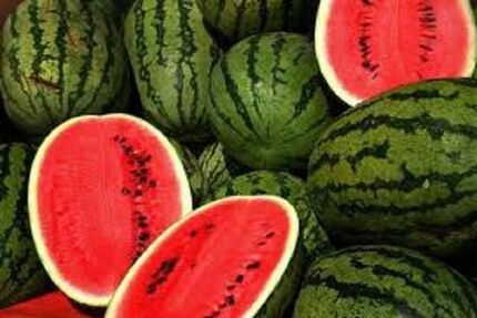 پیش‌بینی برداشت ۶.۷ تن هندوانه در مازندران