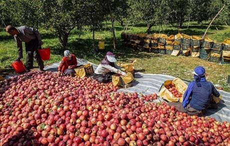 پیش‌بینی برداشت ۶۰ هزار تن سیب در استان خراسان شمالی