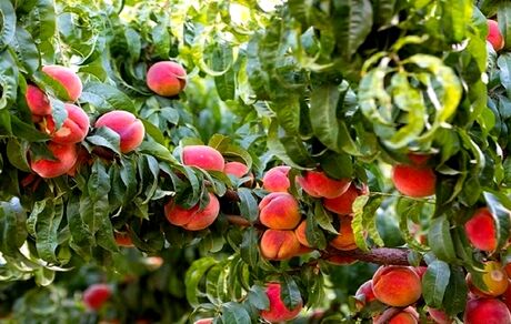 ۳۰ درصد سطح زیر کشت هلو در چهارمحال و بختیاری، زودرس است