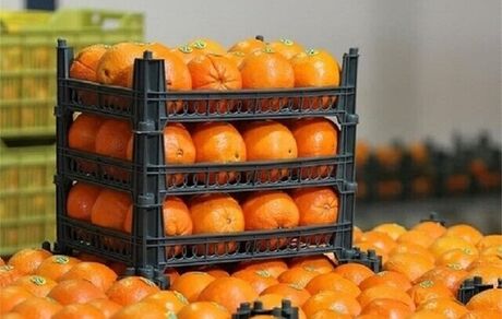 صادرات سیب و پرتقال محدود شد