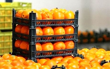 صادرات سیب و پرتقال محدود شد