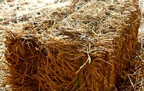 وزارت جهاد کشاورزی برای تامین به موقع علوفه برنامه‌ریزی کند