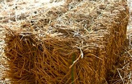 وزارت جهاد کشاورزی برای تامین به موقع علوفه برنامه‌ریزی کند