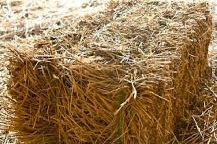 وزارت جهاد کشاورزی برای تامین به موقع علوفه برنامه‌ریزی کند