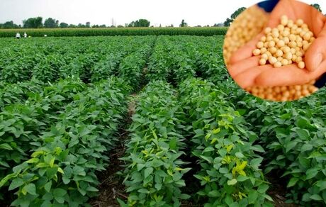 استان اردبیل تولیدکننده ۴۵ درصد سویای کشور
