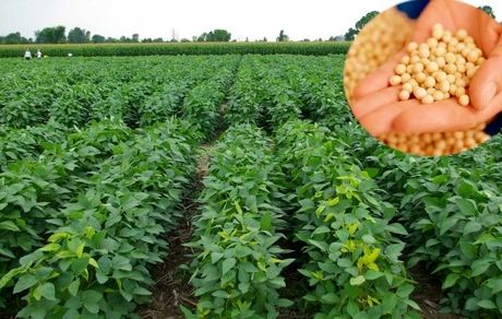 استان اردبیل تولیدکننده ۴۵ درصد سویای کشور