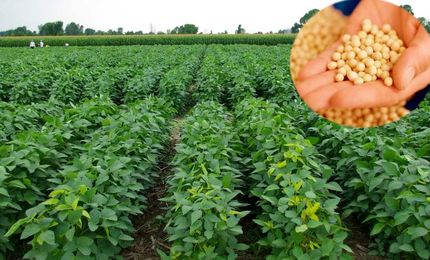 استان اردبیل تولیدکننده ۴۵ درصد سویای کشور