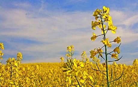 ۳۰۱ تن کلزا از کشاورزان بوکان خریداری شد