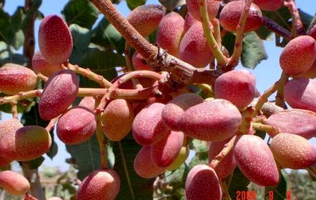 تولید ۳۰۰ هزار تن پسته در کشور پیش‌بینی شده است
