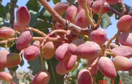 تولید ۳۰۰ هزار تن پسته در کشور پیش‌بینی شده است