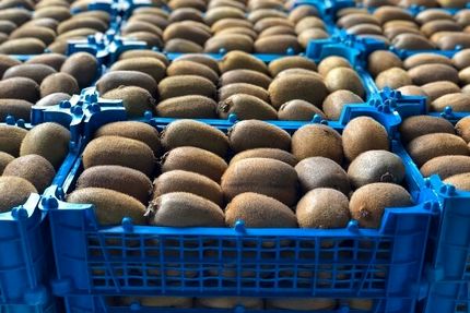 اولین جشنواره برداشت کیوی استان گیلان برگزار شد