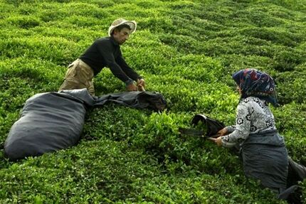 پرداخت نیمی از مطالبات چای‌کاران شمال