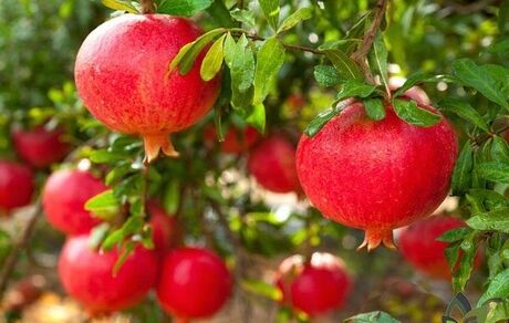 صادرات انار، ۱۲۰ درصد افزایش یافت