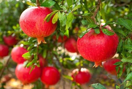 صادرات انار، ۱۲۰ درصد افزایش یافت