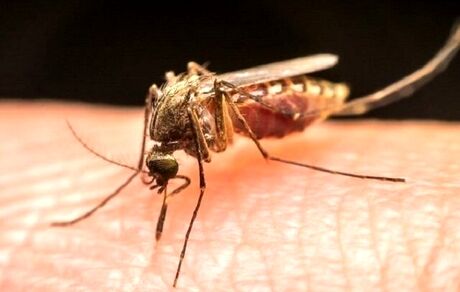 شناسایی ۱۸ مورد مبتلا به مالاریا در استان سیستان و بلوچستان
