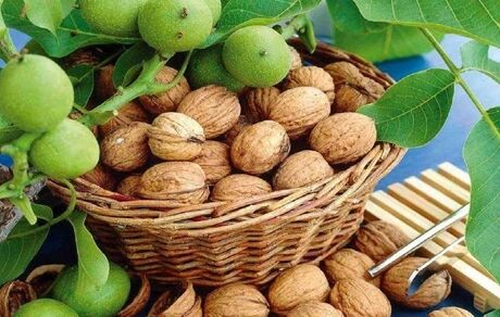 امسال ۲۳ هزار تن گردو در کردستان برداشت می‌شوذ