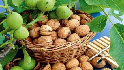 امسال ۲۳ هزار تن گردو در کردستان برداشت می‌شوذ