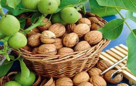 امسال ۲۳ هزار تن گردو در کردستان برداشت می‌شوذ
