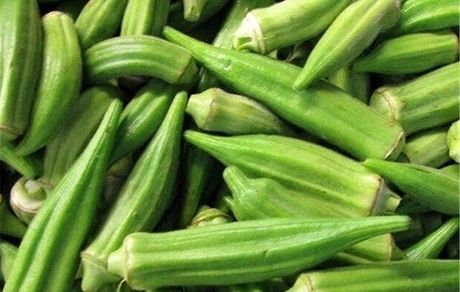 برداشت بامیه در استان ایلام آغاز شد