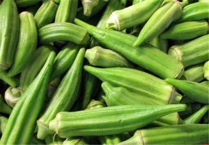 برداشت بامیه در استان ایلام آغاز شد