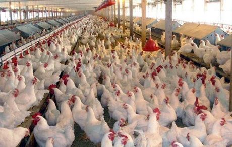 مرغداران خواستار افزایش نرخ مصوب مرغ شدند