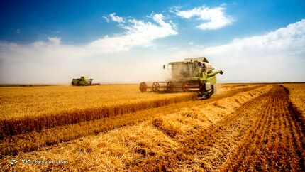 پیش‌بینی رشد برداشت گندم به ۱۳ میلیون تن تا پایان سال