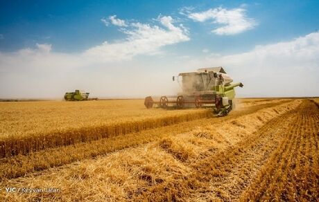 پیش‌بینی رشد برداشت گندم به ۱۳ میلیون تن تا پایان سال