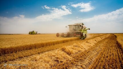 پیش‌بینی رشد برداشت گندم به ۱۳ میلیون تن تا پایان سال