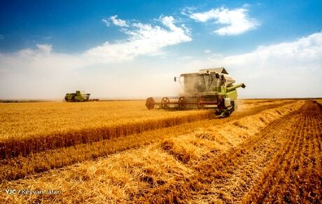 پیش‌بینی رشد برداشت گندم به ۱۳ میلیون تن تا پایان سال